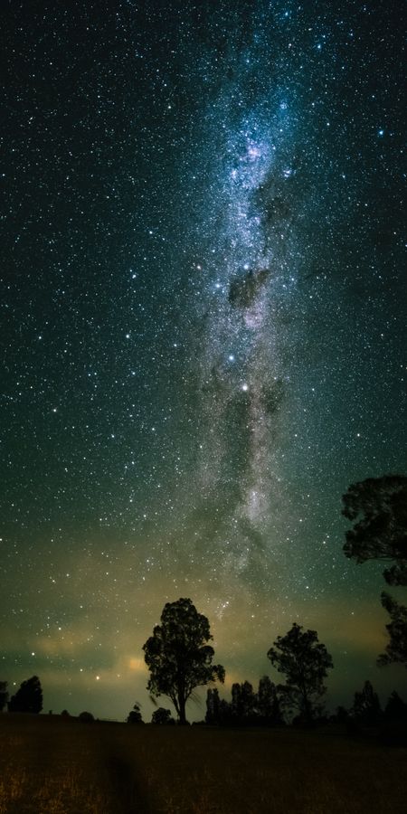 Starlit Canopy: Universe Over Nature Wallpaper