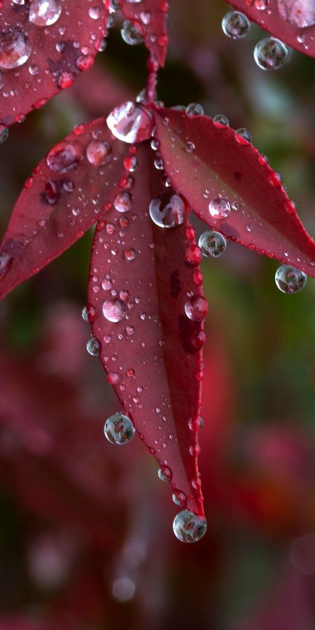 Droplets of Reflection Wallpaper