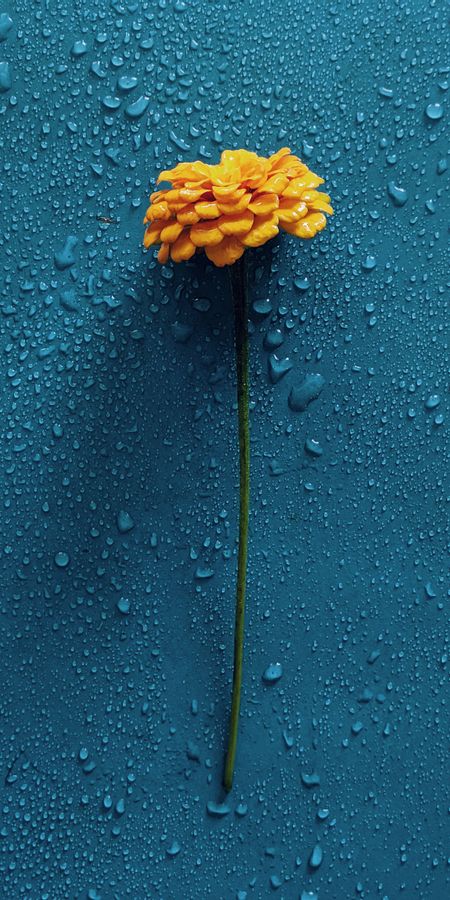 Gerbera Flower Water Drops Wallpaper