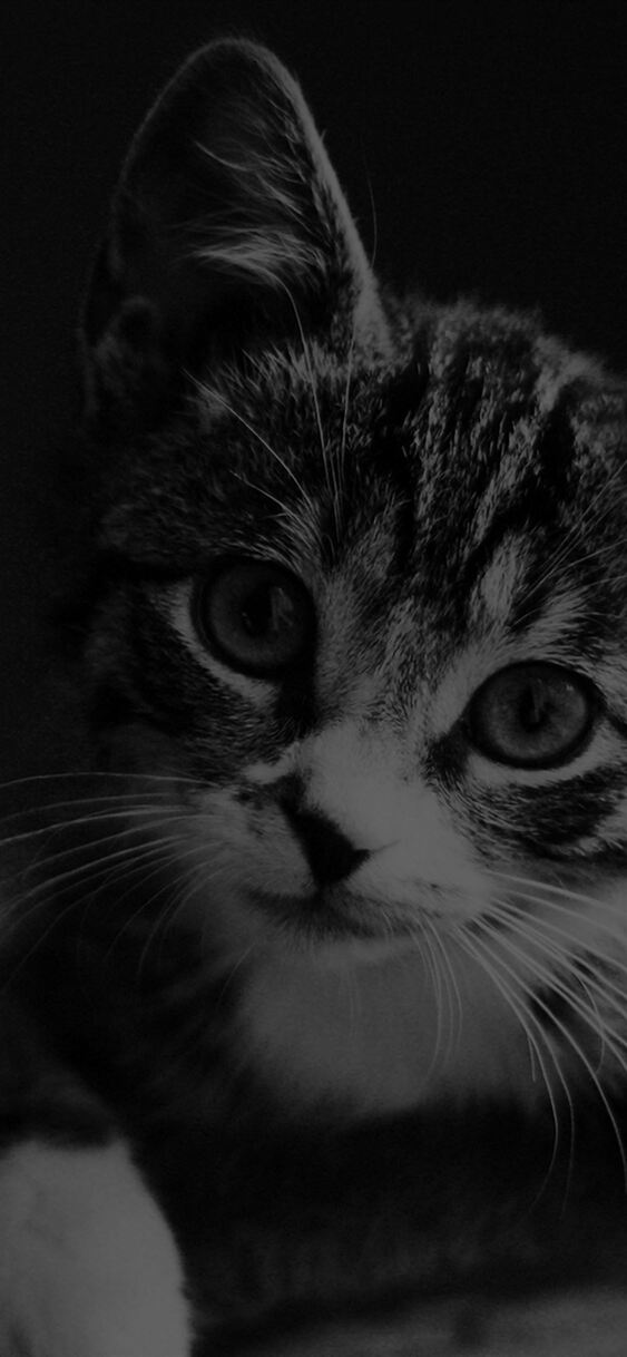 cute cat look dark bw animal love nature iphone 11 pro 50