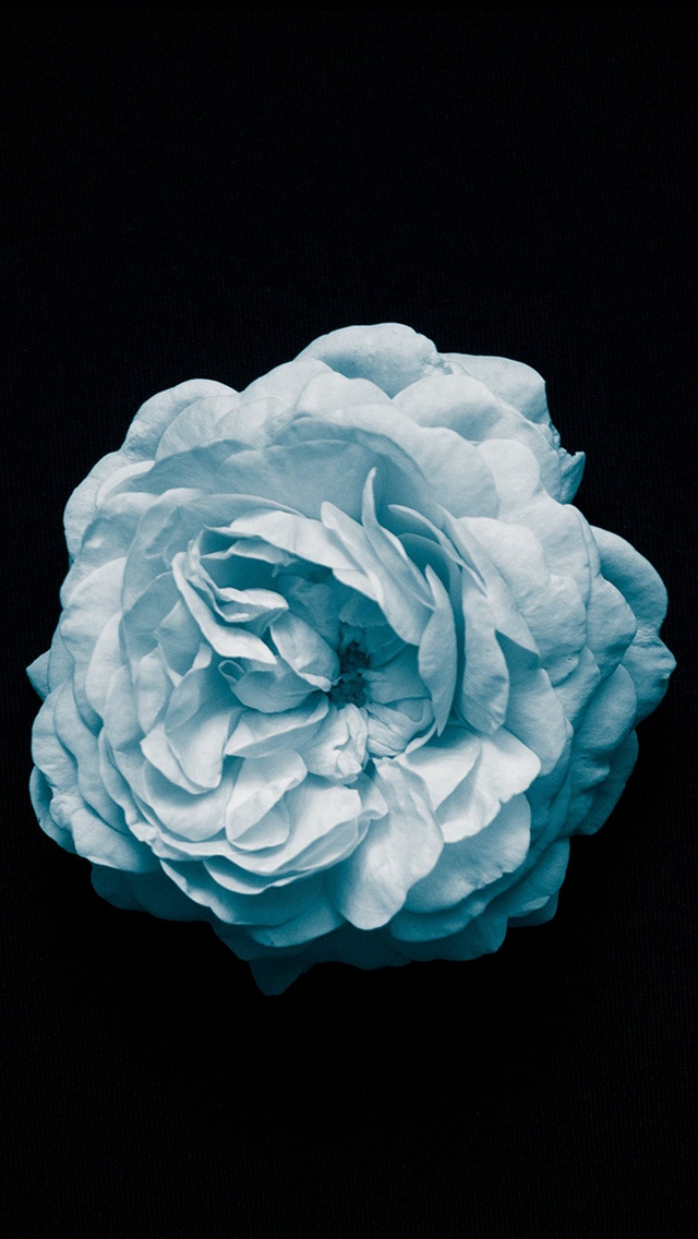flower center blue minimal simple iphone