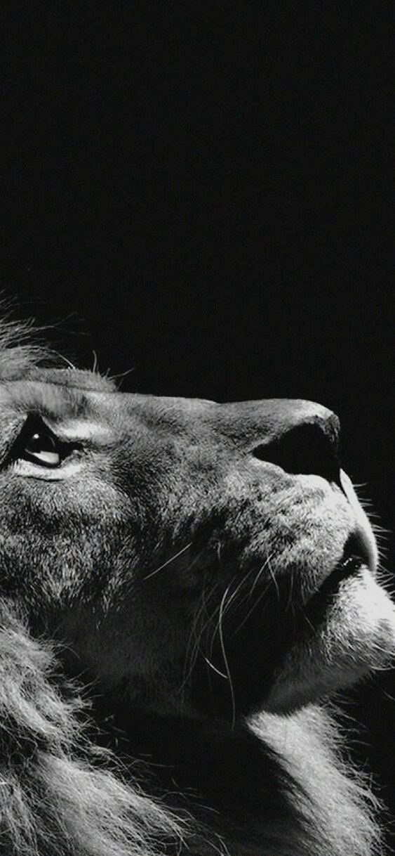 Powerful Lion Night Sky Wallpaper