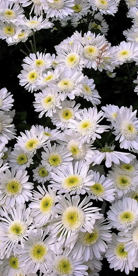 0922d790c6428fb560dc3fcb75264e37