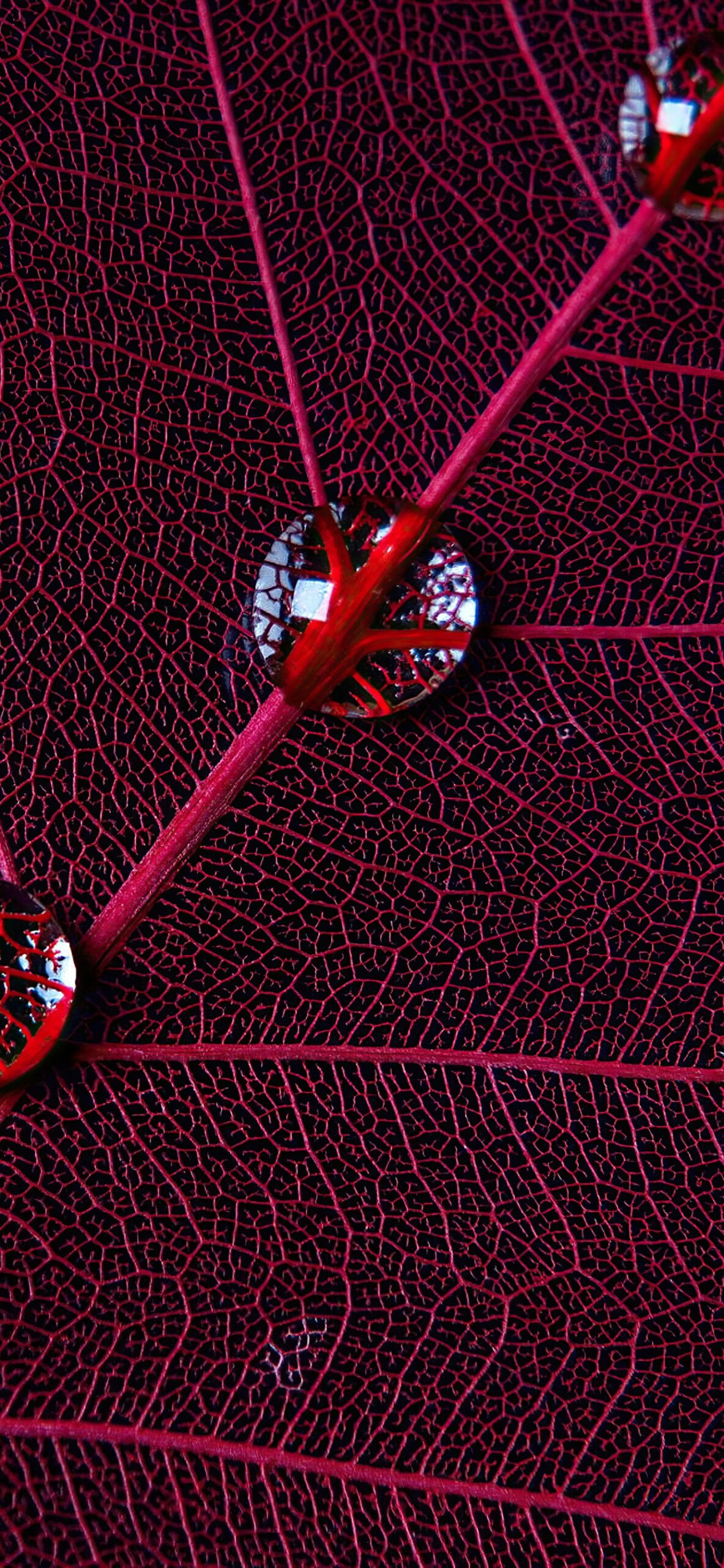 Red Leaf Macro Wallpaper