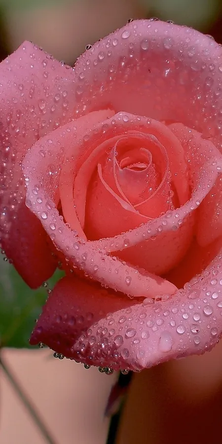 Rose Flowers Wallpaper with Dew Drops