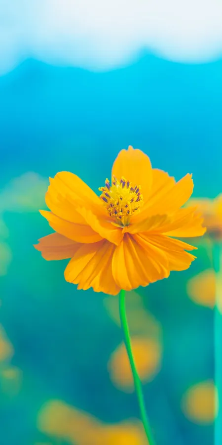 Tender Blooms Phone Wallpaper