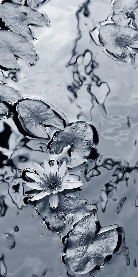 Black And White Phone Wallpapers 405202424787a0c963273366f898fba8