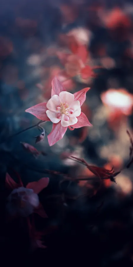 8f52152d1993a531a561370d03eae40f