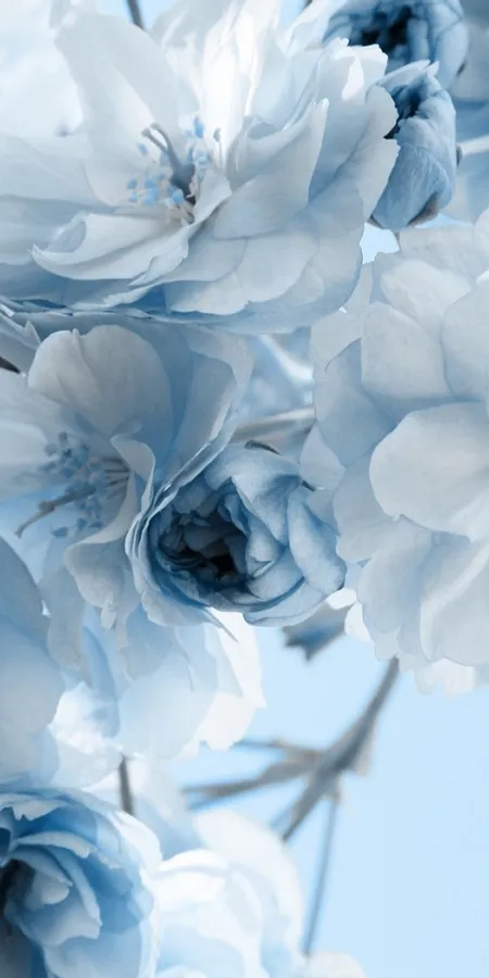 Stunning Blue HD Phone Wallpapers 93bc05f2712a455ed9c3a790c2deb728