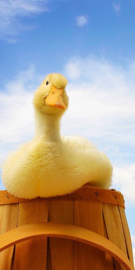 Cute Phone Wallpapers a5cffd6467f9137b2ad630725d4066c6