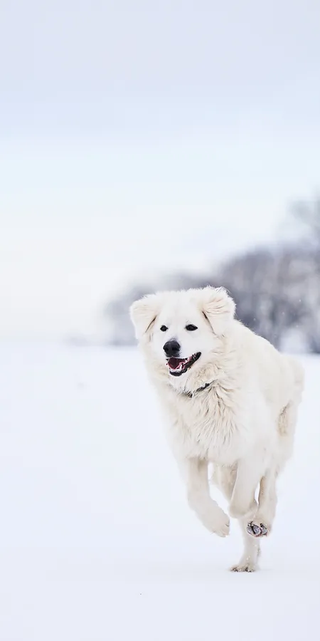 b63f1b5c1371ec56cbd335157e95324b