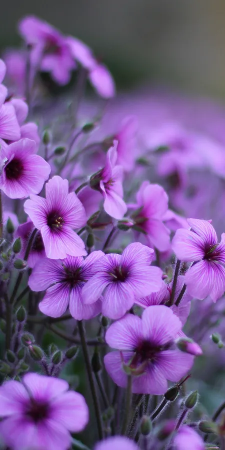 Flowers and Plants Wallpaper