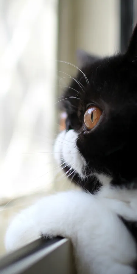 Black And White Phone Wallpapers f8e22b3c594433652e65bf1889c1c4f2