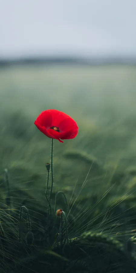Poppy Flower Bloom Wallpaper