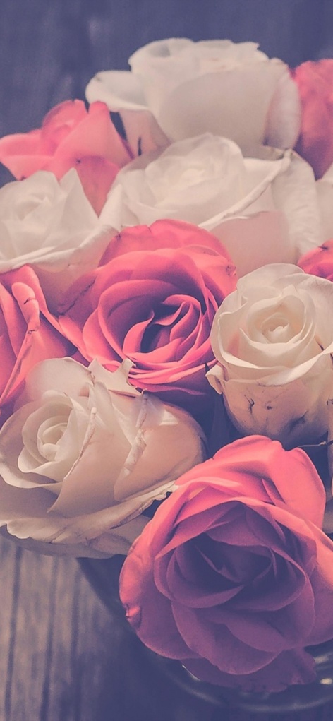 Pink Garden Roses Wallpaper