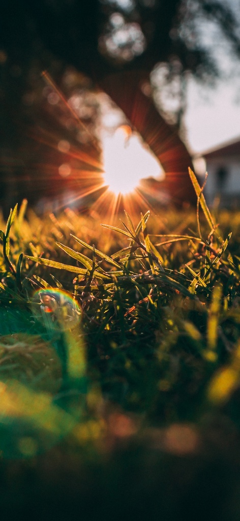 Natural Branch Wood Wallpaper