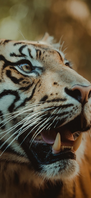 img2.wallspic.com wildlife tiger leopard big cat carnivores 1242x2688 28