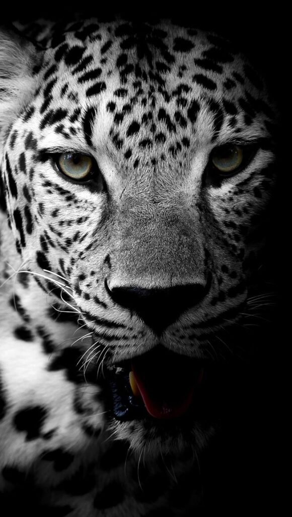 leopard black and white 1630x2880 xtrafondos.com 40