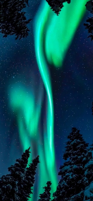 Northern Lights Forest Night Wallpaper