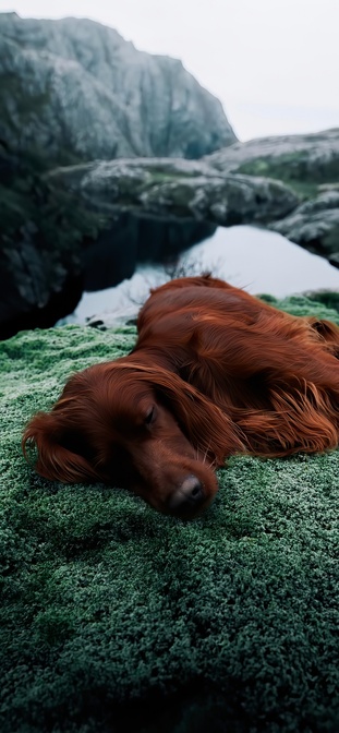 179653 dachshund irish setter english springer spaniel golden retriever sheltie 1242x2688