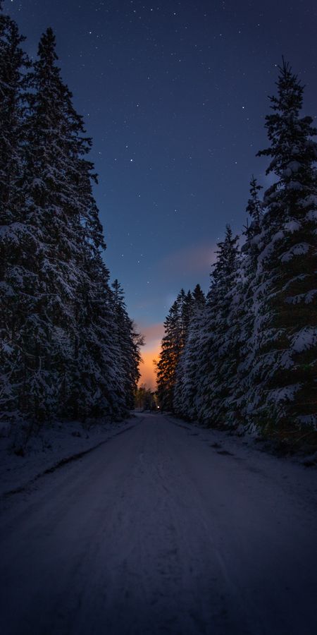 Twilight Snow Forest Path Wallpaper