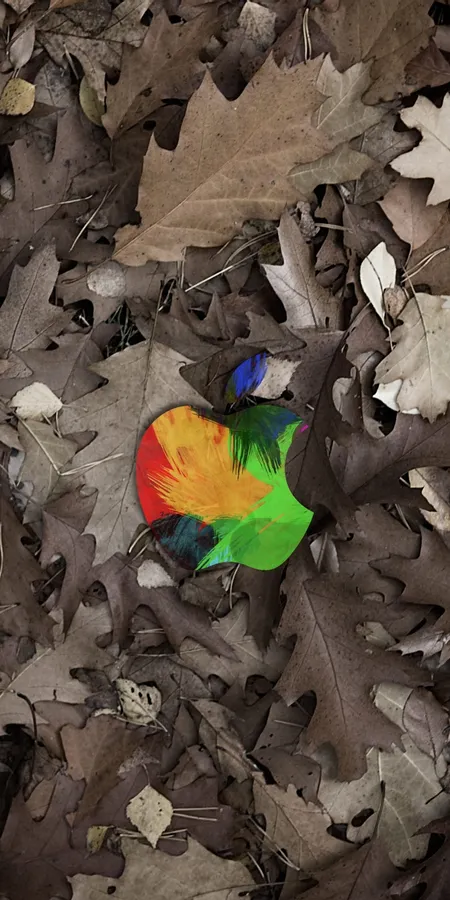 Colorful Autumn Leaf Wallpaper